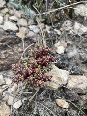 Sedum vinicolor
