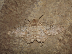 Ascotis