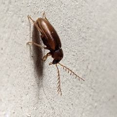 Ptilodactyla serricollis