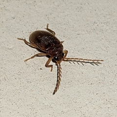 Ptilodactyla serricollis