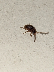 Ptilodactyla serricollis