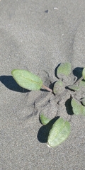 Abronia umbellata breviflora