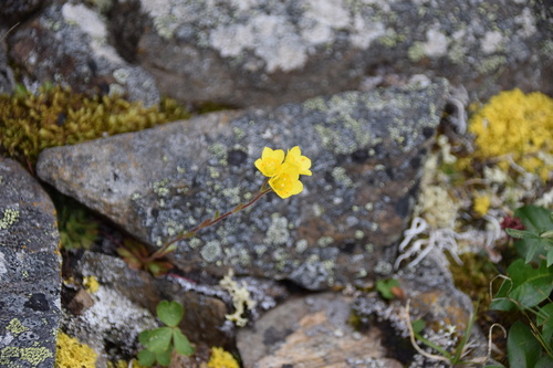 Image of Spider Saxifrage (Saxifraga flagellaris) by (c) Syd Cannings, some rights reserved (CC BY)