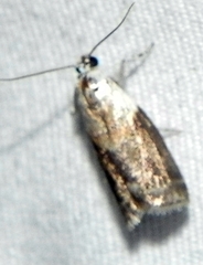 Acrobasis palliolella