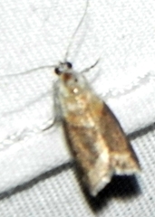 Acrobasis palliolella