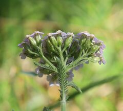 Achillea distans