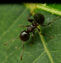 Crematogaster vermiculata
