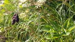 Carex atrata