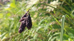 Carex atrata