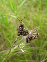 Bembecia megillaeformis