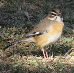 Cercotrichas quadrivirgata