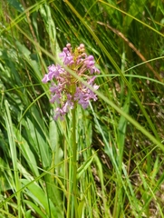 Platanthera psycodes