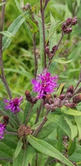 Vernonia fasciculata