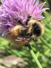 Bombus sylvicola
