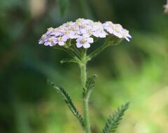 Achillea distans