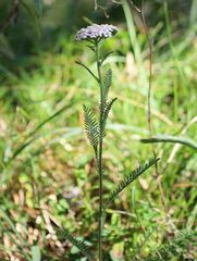 Achillea distans