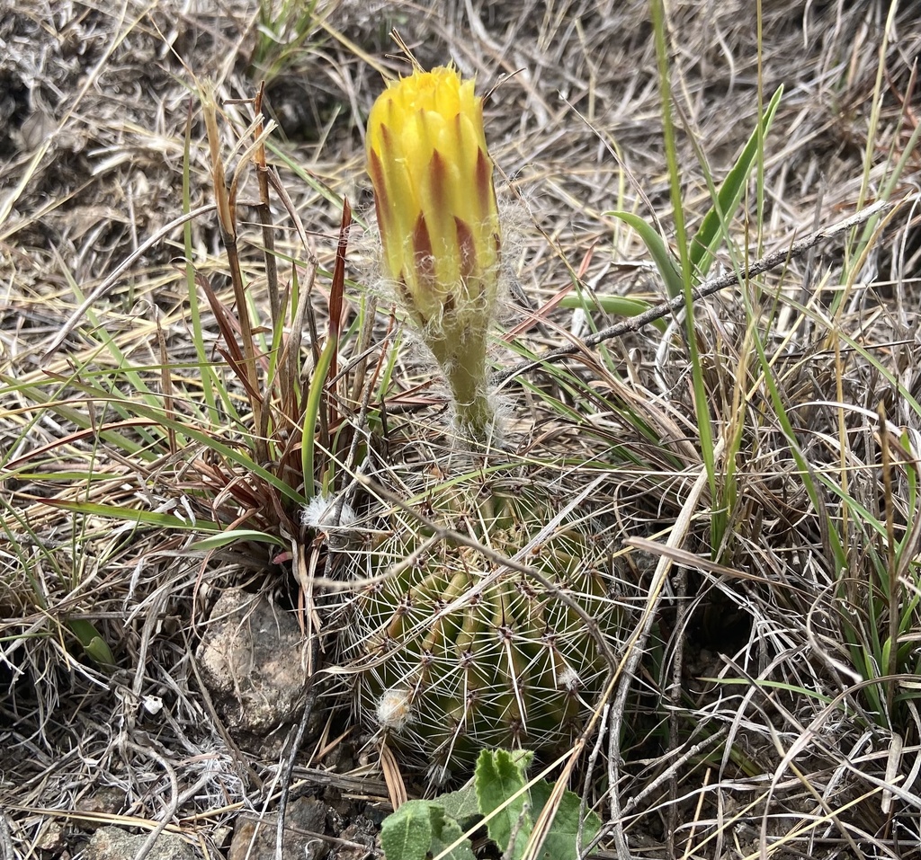 Lobivia aurea