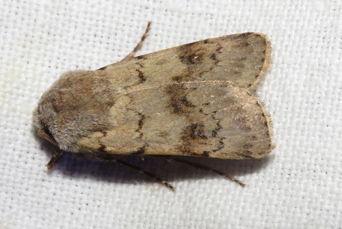 Agrotis cinerea
