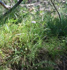 Achillea distans