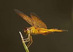 Perithemis parzefalli