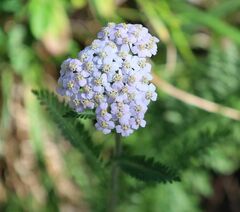 Achillea distans