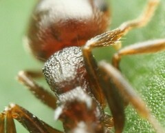 Crematogaster vermiculata