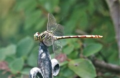 Aphylla angustifolia