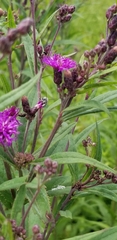 Vernonia fasciculata