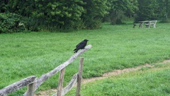 Corvus corone
