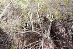 Leocereus bahiensis