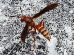 Polistes mexicanus