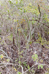 Leocereus bahiensis