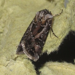 Agrotis vestigialis