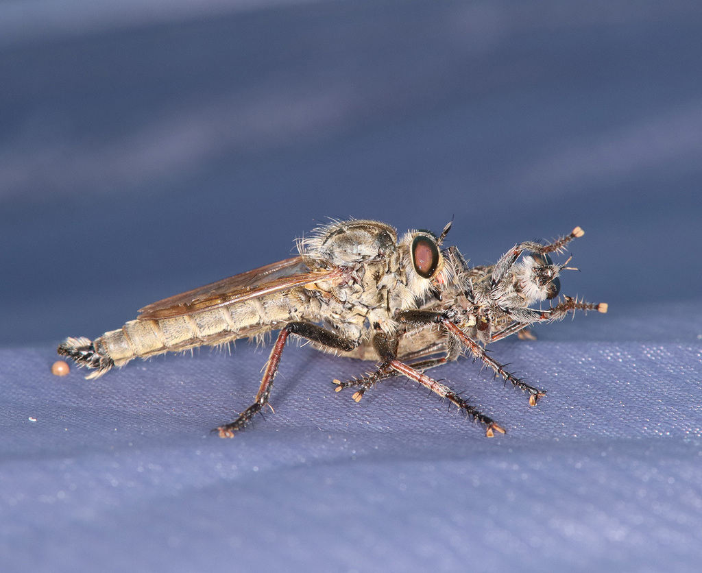 Eutolmus sedakoffii