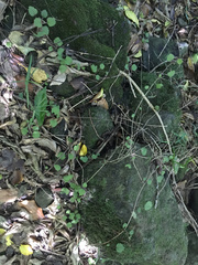 Brachyglottis sciadophila