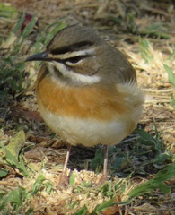 Cercotrichas quadrivirgata