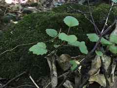 Brachyglottis sciadophila