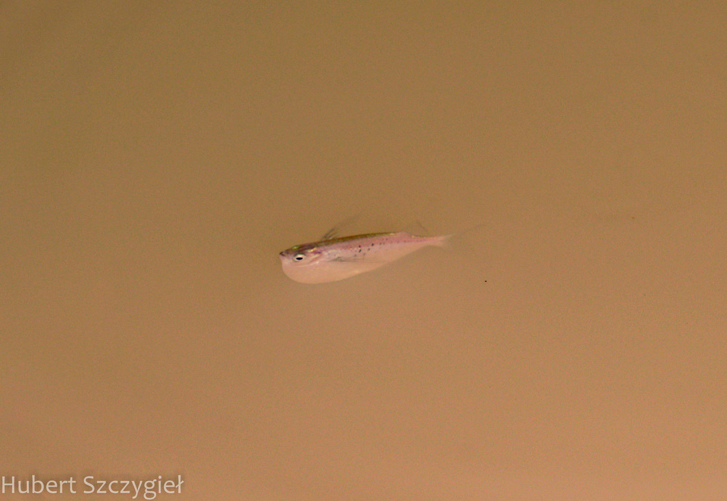 Spotted hatchetfish (Gasteropelecus maculatus) — Gasteropelecidae