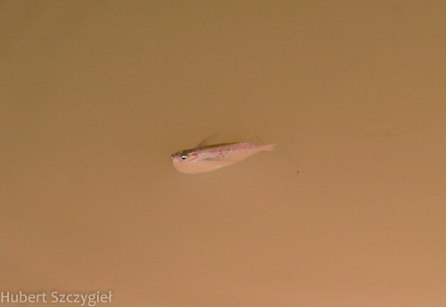 Spotted hatchetfish (Gasteropelecus maculatus) — Gasteropelecidae