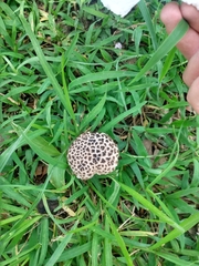 Strobilomyces confusus