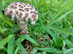 Strobilomyces confusus