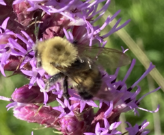 Bombus bimaculatus
