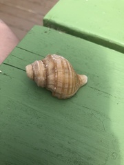 Neptunea decemcostata