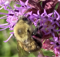 Bombus bimaculatus