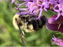 Bombus bimaculatus