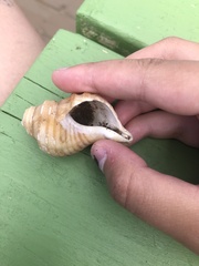 Neptunea decemcostata