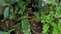 Chironius gouveai
