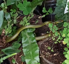 Chironius gouveai