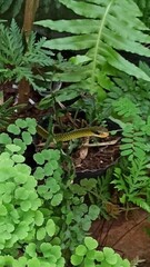 Chironius gouveai