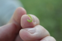 Tortrix viridana